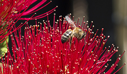 bee in lehua flower