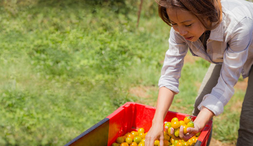 Shin picking tomatoes