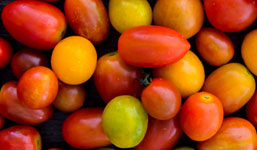 colorful tomatoes