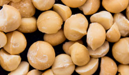 mac nuts close up